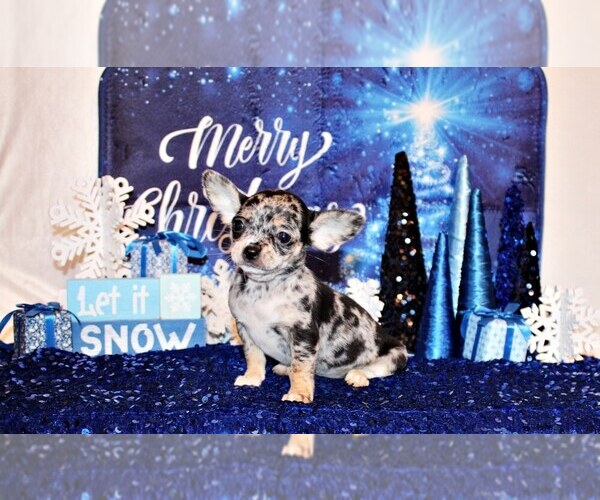 Medium Photo #3 Chihuahua Puppy For Sale in CHARLESTON, AR, USA