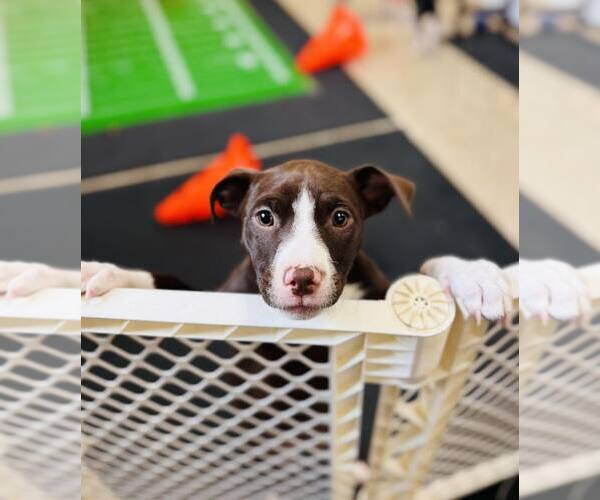 Medium Photo #8 Mutt Puppy For Sale in New London, WI, USA