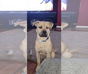 Labrador Retriever-Unknown Mix Dogs for adoption in Shillington, PA, USA