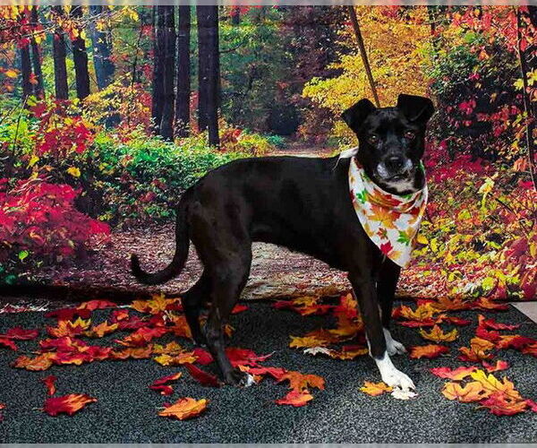 Medium Photo #1 Mutt Puppy For Sale in Sanford, FL, USA