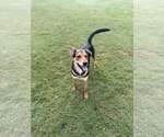 Small #1 Mutt