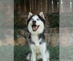 Small #1 Siberian Husky