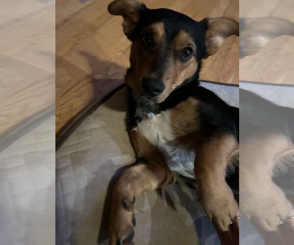 Medium Photo #3 Dorgi Puppy For Sale in Denver , CO, USA