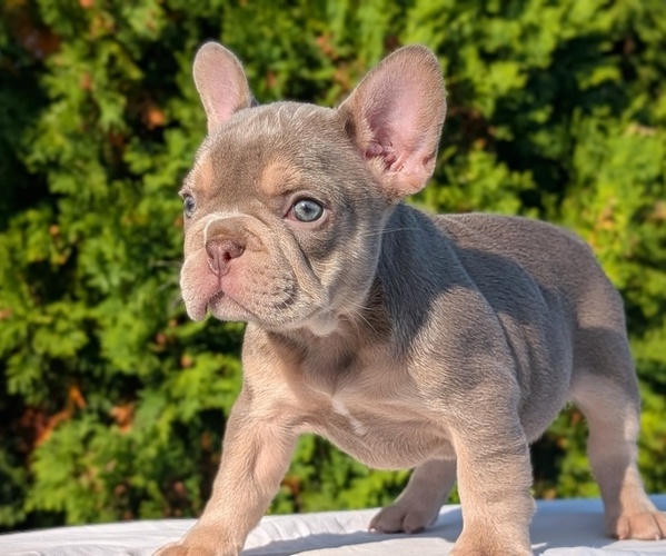 Medium Photo #3 French Bulldog Puppy For Sale in GOSHEN, IN, USA