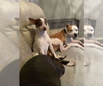 Small #1 American Staffordshire Terrier Mix