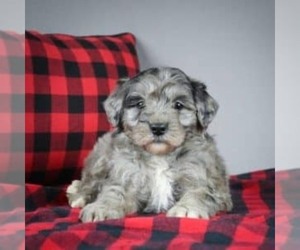 Goldendoodle-Poodle (Miniature) Mix Puppy for sale in DALTON, OH, USA