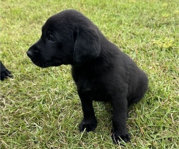 Medium Photo #2 Shepradors Puppy For Sale in LEXINGTON, SC, USA