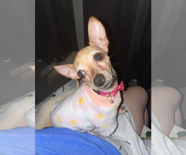 Medium Photo #2 Chihuahua Puppy For Sale in Orlando, FL, USA