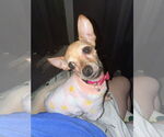 Small #1 Chihuahua