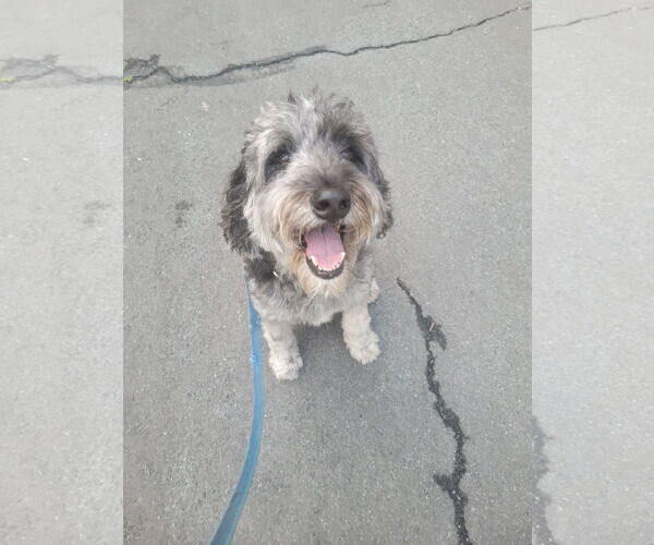Medium Photo #2 Aussiedoodle Puppy For Sale in COLUMBIA, MD, USA