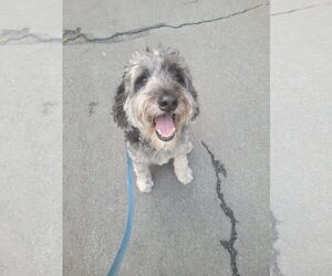 SEAMUS (COURTESY POST) - Male Aussiedoodle Dog for Adoption - Photo #2