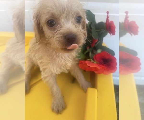 Medium Photo #1 Maltipoo (Miniature)-Mauzer Mix Puppy For Sale in VENETA, OR, USA