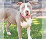 Small #1 Staffordshire Bull Terrier