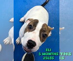 Small #1 Boxer Mix