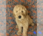 Small Photo #1 Goldendoodle Puppy For Sale in PIERCE CITY, MO, USA