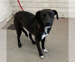 American Pit Bull Terrier Dogs for adoption in San Bernardino, CA, USA