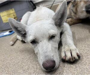 German Shepherd Dog-Unknown Mix Dogs for adoption in Grand Prairie, TX, USA