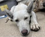Small German Shepherd Dog Mix