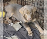 Small Labrador Retriever