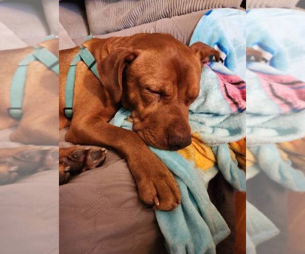 Medium Photo #2 Mutt Puppy For Sale in Abbeville, LA, USA