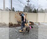 Small Photo #5 Plott Hound-Retriever  Mix Puppy For Sale in Sebec, ME, USA