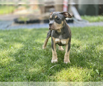 Small Photo #3 American Bully Puppy For Sale in OVERLAND, KS, USA
