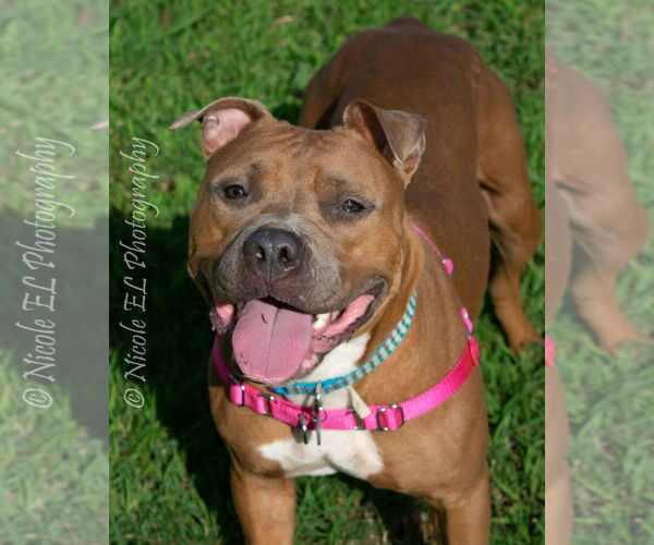 Medium Photo #5 American Pit Bull Terrier Puppy For Sale in Virginia Beach, VA, USA