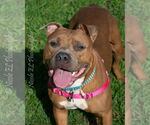 Small #4 American Pit Bull Terrier
