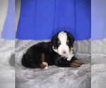 Image preview for Ad Listing. Nickname: Litter of 12