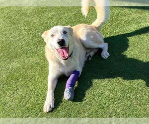 German Shepherd Dog-Unknown Mix Dogs for adoption in Orange, CA, USA