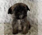Small #2 French Bulldog