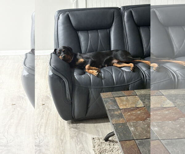 Medium Photo #2 Rottweiler Puppy For Sale in White Hall, AR, USA