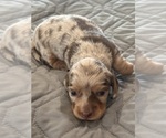 Puppy Puppy 1 Dachshund