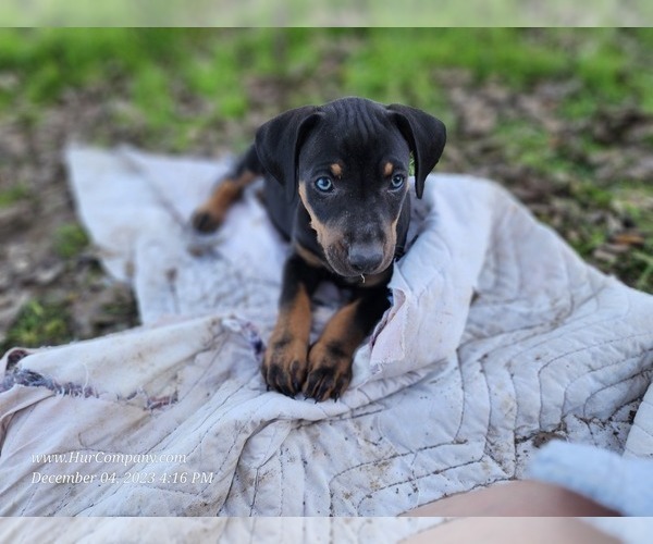 Medium Photo #12 Catahoula Leopard Dog Puppy For Sale in CUMBY, TX, USA