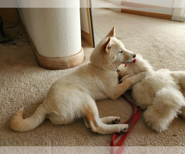 Medium Photo #1 Shiba Inu Puppy For Sale in SAN LUIS OBISPO, CA, USA