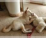 Small Photo #1 Shiba Inu Puppy For Sale in SAN LUIS OBISPO, CA, USA