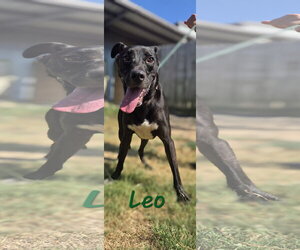 Labrador Retriever-Unknown Mix Dogs for adoption in Jackson, MS, USA