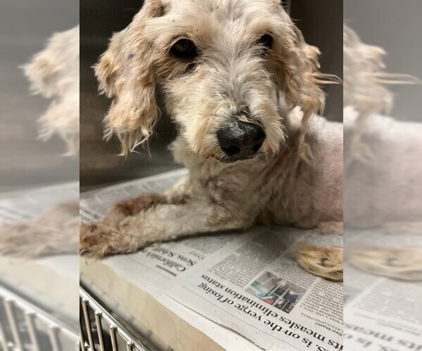 Medium Photo #1 Maltipoo (Miniature) Puppy For Sale in Riverside, CA, USA