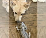 Small #3 Shiba Inu Mix