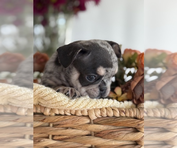 Medium Photo #7 French Bulldog Puppy For Sale in BILLINGS, MT, USA