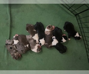 Australian Shepherd Puppy for sale in LEXINGTON, GA, USA