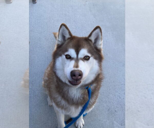 Medium Photo #3 Siberian Husky Puppy For Sale in Salinas, CA, USA