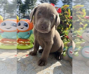 Labrador Retriever Puppy for Sale in NEOLA, West Virginia USA