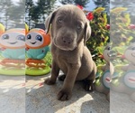 Image preview for Ad Listing. Nickname: AKC Ready to Go