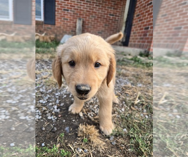 Medium Photo #1 Golden Retriever Puppy For Sale in TALIHINA, OK, USA