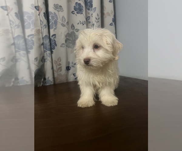 Medium Photo #13 Havanese Puppy For Sale in DURHAM, CT, USA