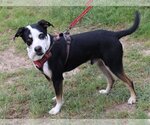 Small #1 Mutt