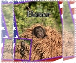 Puppy Honor Newfoundland