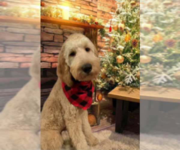 Medium Photo #8 Goldendoodle Puppy For Sale in PERRYSVILLE, OH, USA