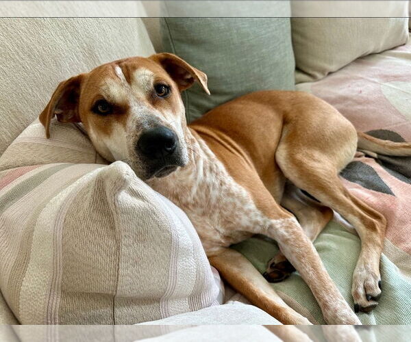 Medium Photo #14 Mutt Puppy For Sale in Chester, VA, USA